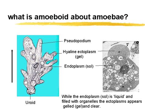 Entamoeba Histolytica Entamoeba Cell Biology Disease And Treatment