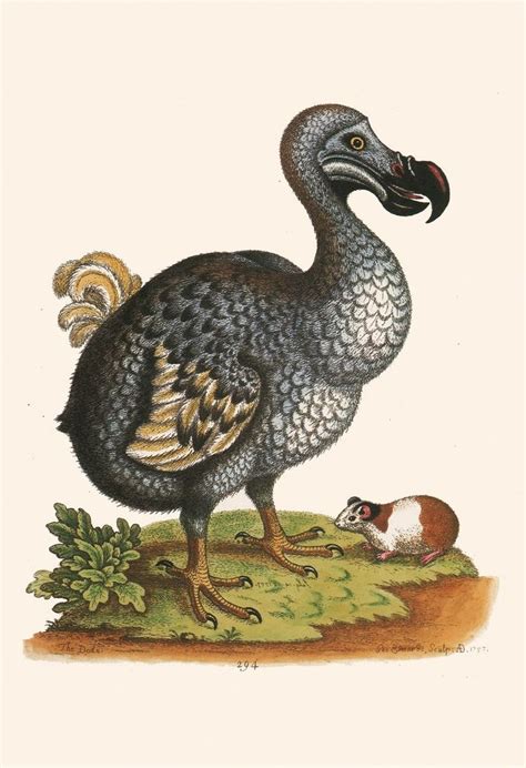 Antique Dodo Art Vintage Ornithology Print Retro Dodo Bird Etsy In