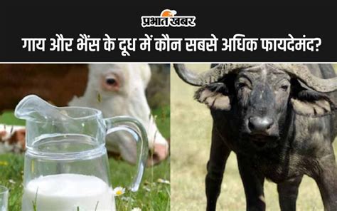 Cow Milk Vs Buffalo Milk गाय और भैंस के दूध में कौन सबसे अधिक फायदेमंद है