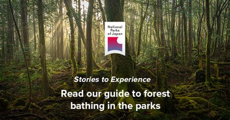 Forest Bathing in Japan’s National Parks | National Parks of Japan