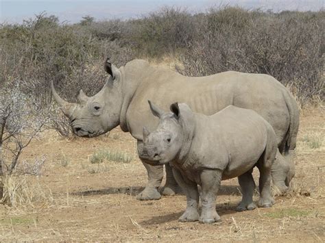 Trafficker gets 18 months in prison over $2.1M in poached rhino horns