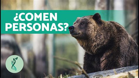 Dónde VIVEN los OSOS GRIZZLY Características Hábitat y