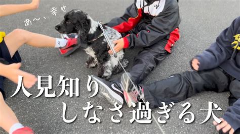 【いつものお散歩16】人見知りしなさ過ぎる犬 イングリッシュコッカースパニエル 「みみ」の気持ち Youtube