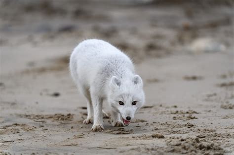 Raposa Do Rtico Vulpes Lagopus Na Tundra Selvagem Raposa Do Rtico