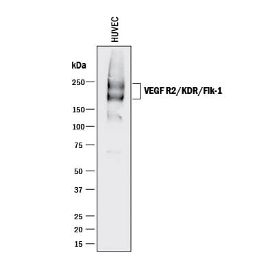 Human VEGFR2 KDR Flk 1 Antibody AF357 Bio Techne