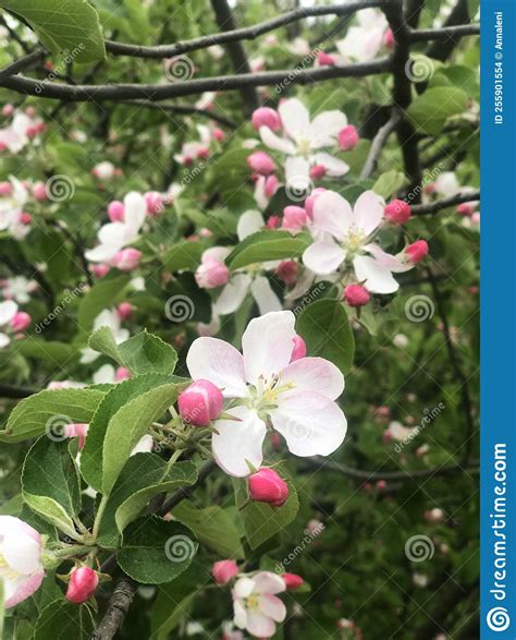 Apple Tree Flowers Blossom Stock Photo Image Of Summer 255901554