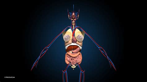 Ultimate Female Anatomy Advanced Rig MotionCow