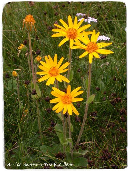 Arnica Montana Mountain Tabacco Ex Niedere Tauern 1850 M Austria