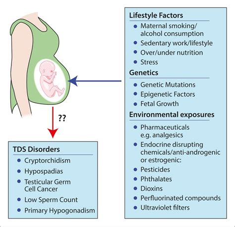 Assessing The Impact Of In Utero Exposures Potential Effects Of