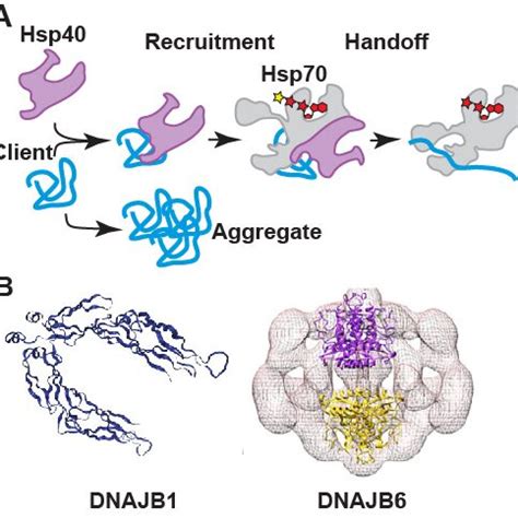 A Schematic Depicting Recognition Of Misfolded Client Proteins By