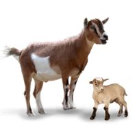 Baby Goat is Called as Kid Picture | Baby Animals Learning for Kids