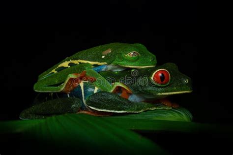 A Pair Of Red Eyed Tree Frogs Agalychnis Callidryas In The Night