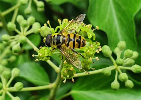 Totenkopfschwebfliege Myathropa Florea Totenkopfschw Flickr