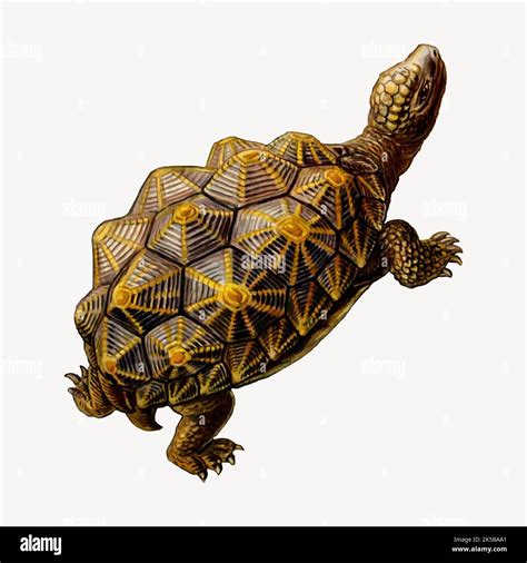 Geometric Tortoise Clipart Illustration Vector Stock Vector Image And Art Alamy