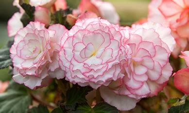 Begonias (Tuberous) (Bulbs, Seeds) for sale online directly from The ...