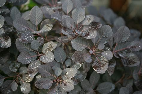 Proven Winners® Colorchoice® Plant Of The Week Plant Of The Week