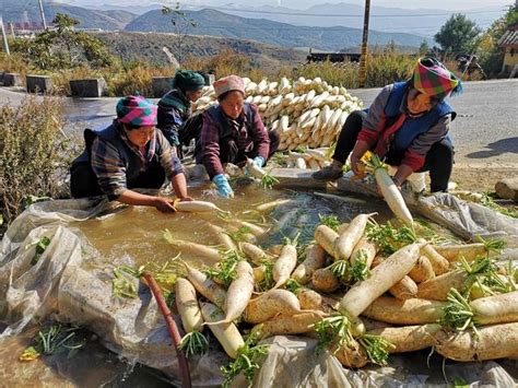 高山萝卜迎丰收村民新浪财经新浪网