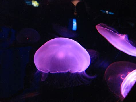 Jellyfish @ Osaka Aquarium | Ocean life, Osaka, Japan