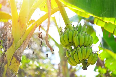 Premium Photo | Banana fruit on banana tree in the summer raw banana ...