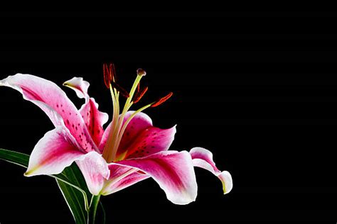 410+ Lily Flower Symbolism Stock Photos, Pictures & Royalty-Free Images ...