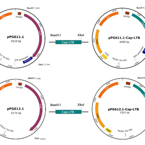 Schematic Diagram Of The Construction Of Dna Plasmids A B The Genes