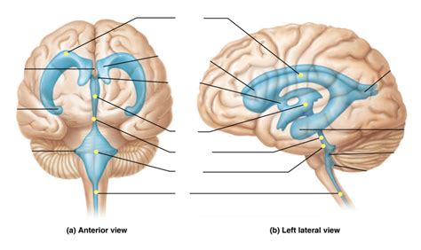 ANAT 260 Human Anatomy Week 4 Midterm Notes Cerebral Ventricles