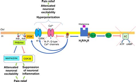 H1 Histamine Receptors Function