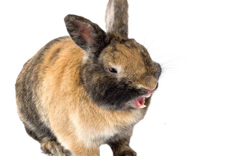 Understanding Rabbit Body Language Petsoid