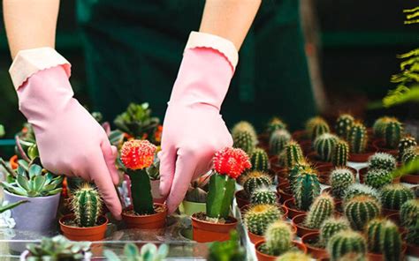 Conoce Como Cuidar Un Cactus 🏰 Casas Increíbles