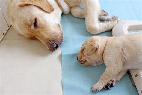 【生後2ヶ月から取り組む子犬のしつけ】母犬が行う2つの仕草を伝授！ とことんドッグライフ