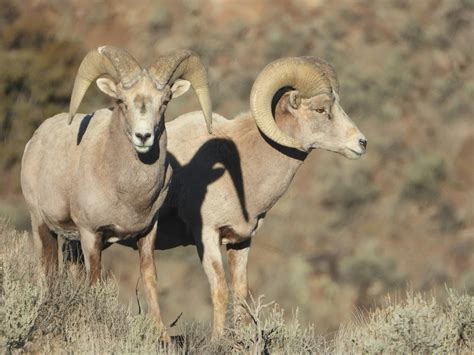 Rocky Mountain Big Horn Sheep Takes Out a Drone