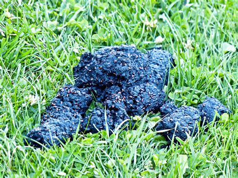 Black Bear Scat Flickr Photo Sharing