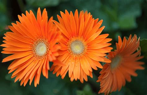 Chad National Flower Embracing The Vibrance Of Gerbera Daisy