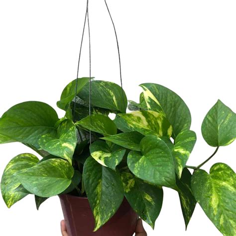 Golden Pothos Hanging Basket Easy Beginner Friendly 50 Off