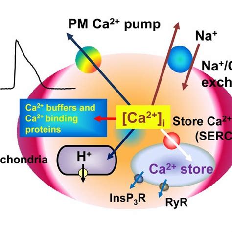 Pdf Decoding Calcium Signals In Living Cells