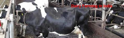 start  dairy farming business  india