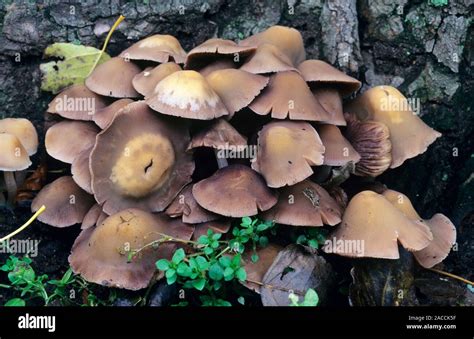 Brown Stew Fungi Kuehneromyces Mutabilis Growing On A Tree Stump