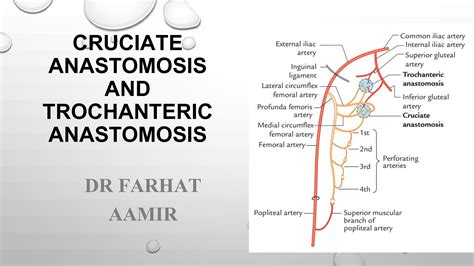 SOLUTION: Cruciate anad trochanteric anastomosis - Studypool