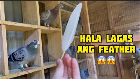 Paano Mag Feathering Sa Kalapati Unoloftpigeonracing