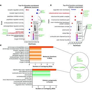 Go Functional Enrichment And Module Analysis Of Degs In The Three