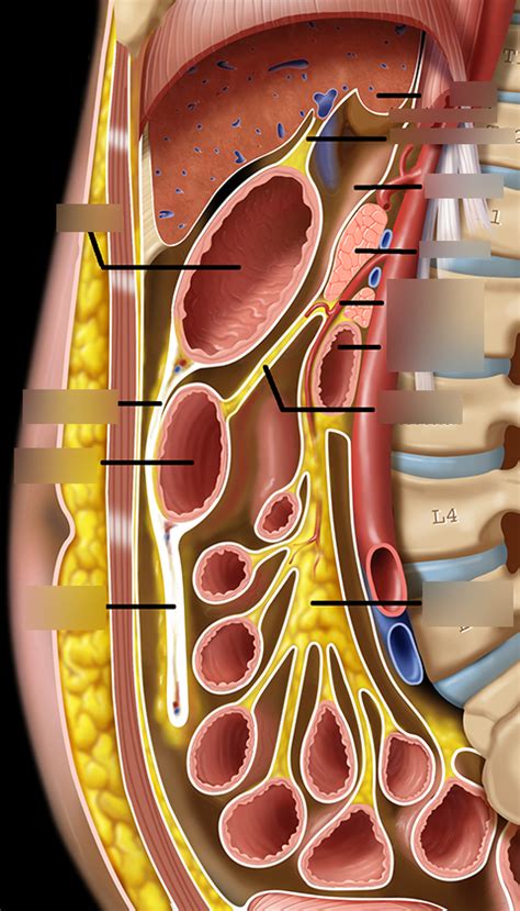 Renal Anatomy Peritoneal Cavity Flashcards Quizlet The Best Porn Website