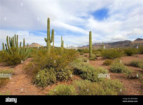 Organ Pipe And Saguaro Cactuses In Organ Pipe Cactus National Monument