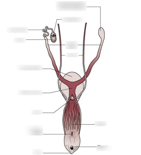 Sf6 Female Reproductive Tract Diagram Quizlet