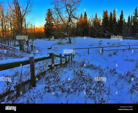 Snow Covered Fence Fish Creek Park Calgaryshannon Terrace Fish