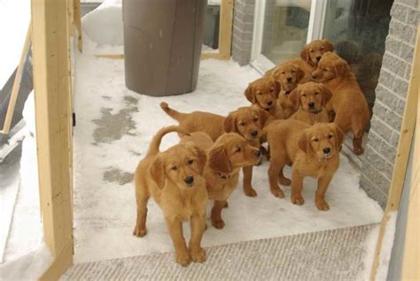 Field Golden Retriever Puppies | PETSIDI