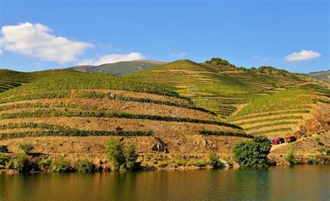 Photo About Photo Of The Vineyards On The Terraces Of The Douro River