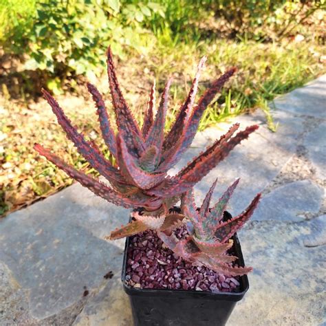 Aloe Humilis Pratensis Plant Treasury