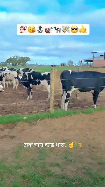 Cow Lover 🐄💸🐄 Short Viralshort Youtube