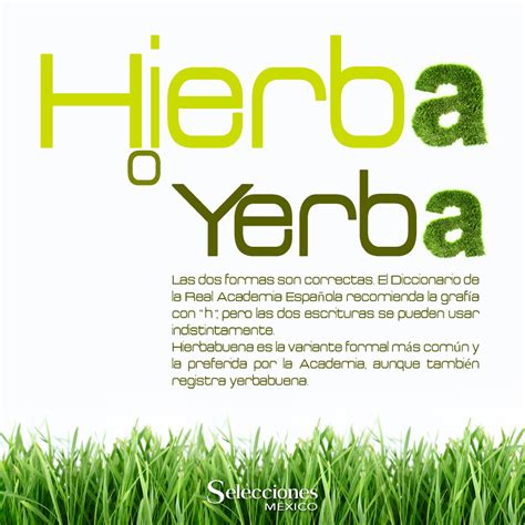 Cómo se escribe hierva hierba o yerba correctamente