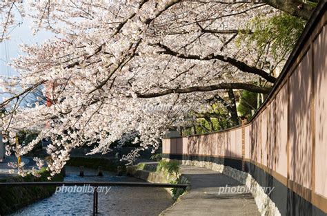 桜のトンネル 写真素材 764136 フォトライブラリー Photolibrary